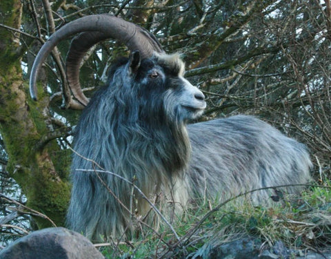 The Old Irish Goat